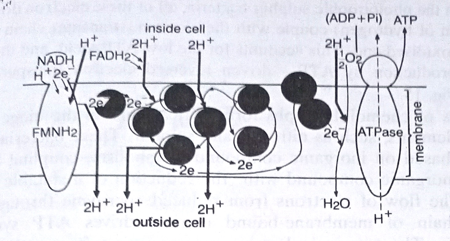The process of chemiosmosis, generation of hydrogen ion gradient across a membrane needed to generate ATP.